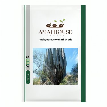 Pachycereus weberi - 10 PCS Seeds