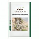 Pachypodium Horombense - 10 PCS Seeds