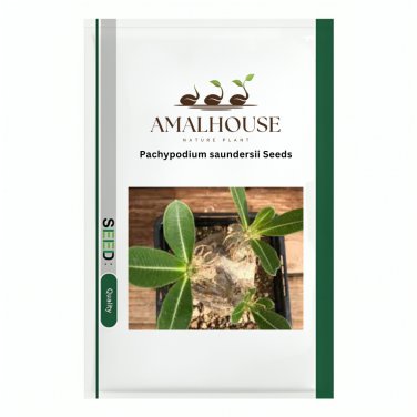 Pachypodium saundersii - 5 PCS Seeds