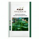 PAPALO (Porophyllum ruderale) Papaloquelite - 50 PCS Seeds