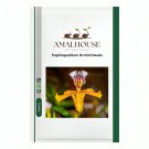 Paphiopedilum Orchid - 100 PCS Seeds