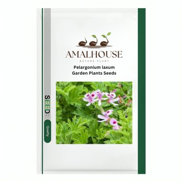 Pelargonium laxum Garden Plants - 5 PCS Seeds