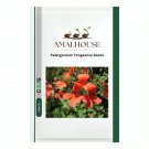 Pelargonium Tongaense - 5 PCS Seeds