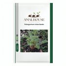 Pelargonium triste - 5 PCS Seeds
