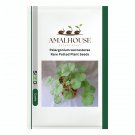 Pelargonium worcesterae Rare Potted Plant - 5 PCS Seeds