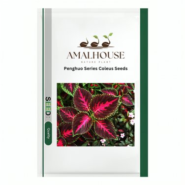 Penghuo Series Coleus  - 100 PCS Seeds