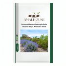 Perennial Perovskia Atriplicifolia 'Russian Sage'. Aromatic - 60 PCS Seeds
