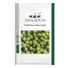 Phyllanthus emblica - 10 PCS Seeds