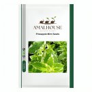 Pineapple Mint - 50 PCS Seeds