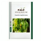 Polyalthia longifolia - 20 PCS Seeds