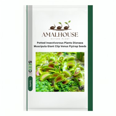 Potted Insectivorous Plants Dionaea Muscipula Giant Clip Venus Flytrap - 100 PCS Seeds