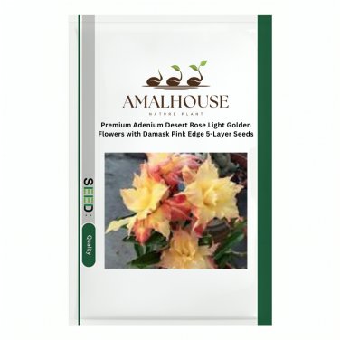 Premium Adenium Desert Rose Light Golden Flowers with Damask Pink Edge 5-Layer - 2 PCS Seeds