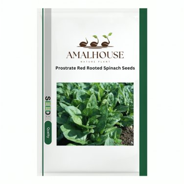 Prostrate Red Rooted Spinach - 5 PCS Seeds
