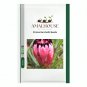 Protea Burchellii - 6 PCS Seeds