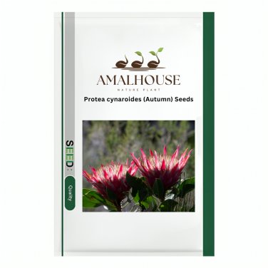 Protea cynaroides (Autumn) - 6 PCS Seeds