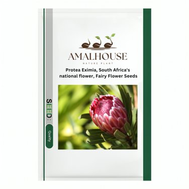 Protea Eximia, South Africa's national flower, Fairy Flower - 6 PCS Seeds