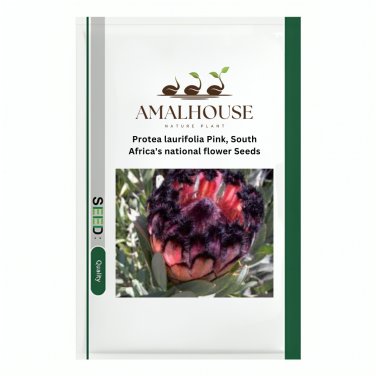 Protea laurifolia Pink, South Africa's national flower - 6 PCS Seeds