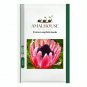 Protea Longifolia - 6 PCS Seeds