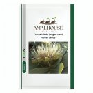 Protea Nitida (wagon tree) Flower - 6 PCS Seeds