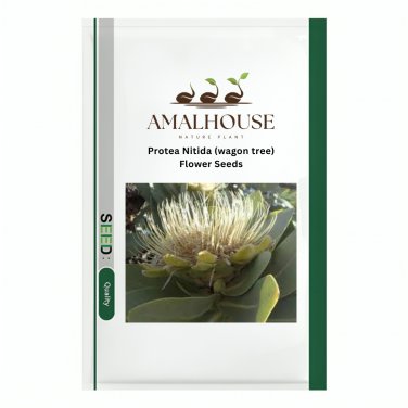 Protea Nitida (wagon tree) Flower - 6 PCS Seeds