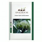 Protea repens (white) - 6 PCS Seeds