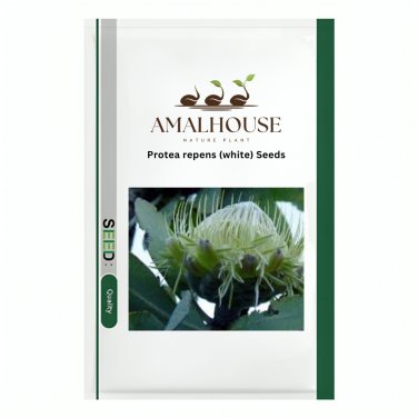 Protea repens (white) - 6 PCS Seeds