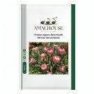 Protea repens Rare South African Shrub - 6 PCS Seeds