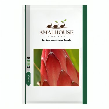 Protea susannae - 6 PCS Seeds