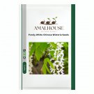Purely White Chinese Wisteria - 10 PCS Seeds