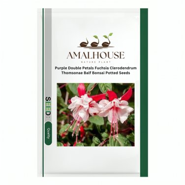 Purple Double Petals Fuchsia Clerodendrum Thomsonae Balf Bonsai Potted - 100 PCS Seeds