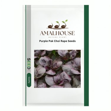 Purple Pak Choi Rape - 500 PCS Seeds