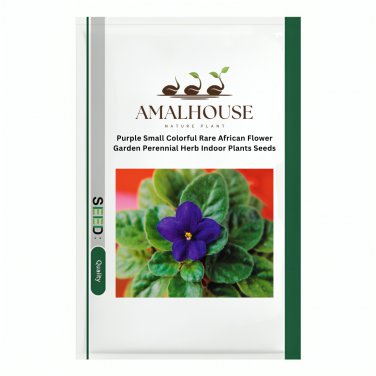 Purple Small Colorful Rare African Flower Garden Perennial Herb Indoor Plants - 50 PCS Seeds