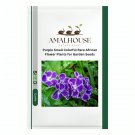 Purple Small Colorful Rare African Flower Plants for Garden - 50 PCS Seeds