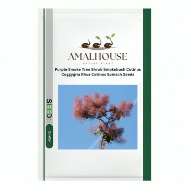 Purple Smoke Tree Shrub Smokebush Cotinus Coggygria Rhus Cotinus Sumach - 30 PCS Seeds