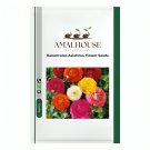 Ranunculus Asiaticus Flower - 100 PCS Seeds