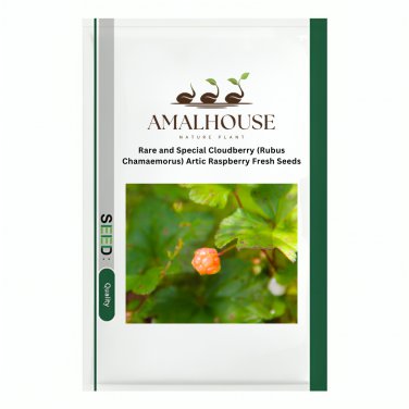Rare and Special Cloudberry (Rubus Chamaemorus) Artic Raspberry Fresh - 100 PCS Seeds