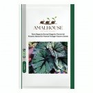 Rare Begonia Bonsai Begonia Perennial Flowers Beautiful Potted Foliage Flowers - 100 PCS Seeds