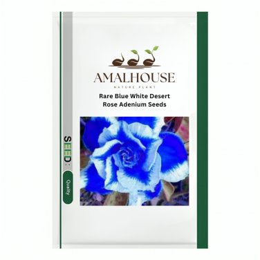 Rare Blue White Desert Rose Adenium - 5 PCS Seeds