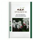 Rare Clerodendrum thomsoniae Balf - 20 PCS Seeds