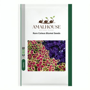 Rare Coleus Blumei - 200 PCS Seeds