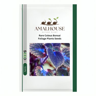 Rare Coleus Bonsai Foliage Plants - 100 PCS Seeds