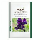 Rare Deep Purple Sweet Pea Lathyrus odoratus - 50 PCS Seeds
