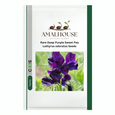 Rare Deep Purple Sweet Pea Lathyrus odoratus - 50 PCS Seeds