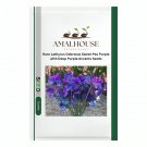 Rare Lathyrus Odoratus Sweet Pea Purple with Deep Purple Accents - 50 PCS Seeds