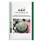 Rare Mixed Lithops Plants 24 Kinds Cactus Plants Organic Garden Succulents Bonsai - 100 PCS Seeds