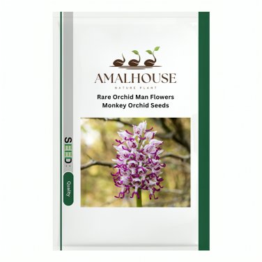 Rare Orchid Man Flowers Monkey Orchid - 100 PCS Seeds