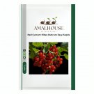 Red Currant Seeds Ribes Rubrum Easy - 50 PCS Seeds