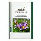 Romulea Tabularis Beautiful Flowers - 5 PCS Seeds