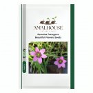 Romulea Tetragona Beautiful Flowers - 5 PCS Seeds