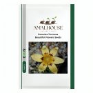 Romulea Tortuosa Beautiful Flowers - 5 PCS Seeds